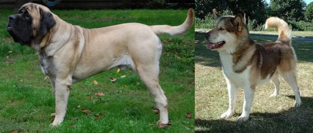 Greenland Dog vs English Mastiff - Breed Comparison