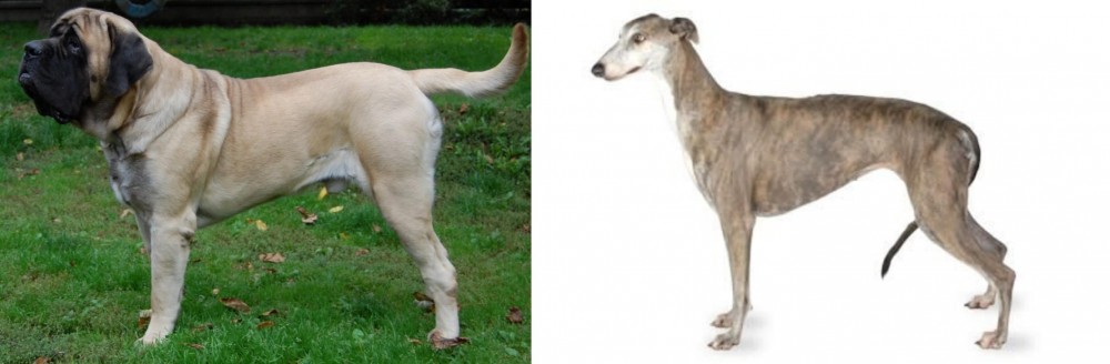 Greyhound vs English Mastiff - Breed Comparison