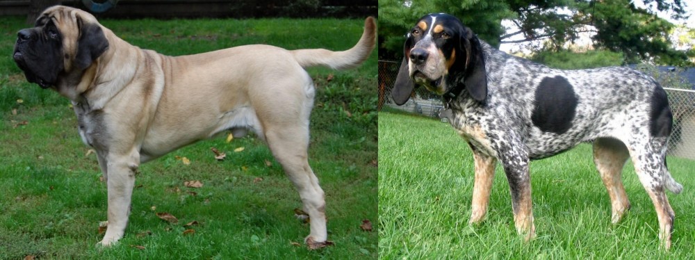 Griffon Bleu de Gascogne vs English Mastiff - Breed Comparison