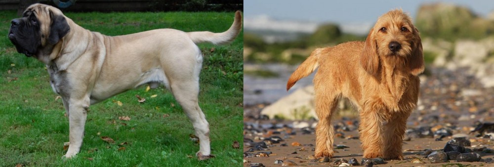 Griffon Fauve de Bretagne vs English Mastiff - Breed Comparison