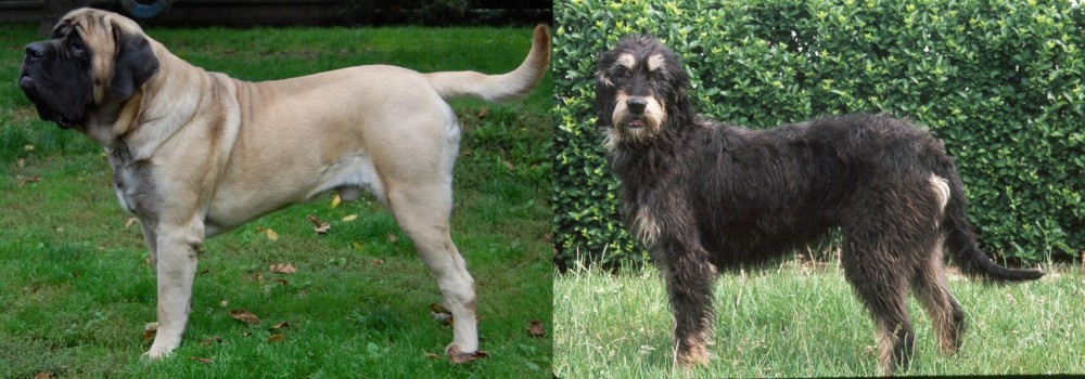 Griffon Nivernais vs English Mastiff - Breed Comparison