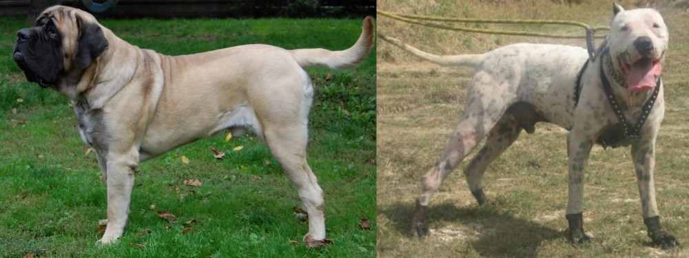 Gull Dong vs English Mastiff - Breed Comparison
