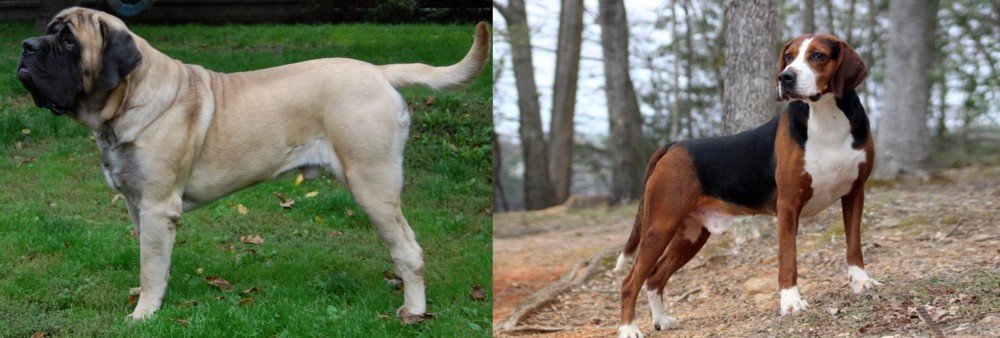 Hamiltonstovare vs English Mastiff - Breed Comparison