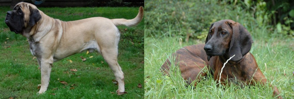 Hanover Hound vs English Mastiff - Breed Comparison