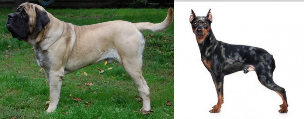 Harlequin Pinscher vs English Mastiff - Breed Comparison