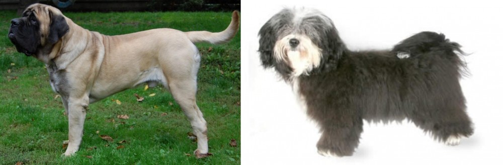 Havanese vs English Mastiff - Breed Comparison