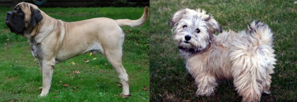 Havapoo vs English Mastiff - Breed Comparison
