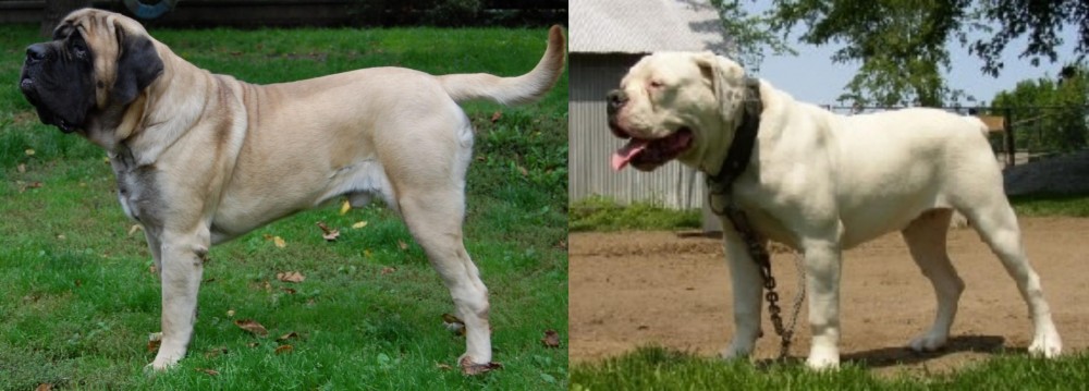 Hermes Bulldogge vs English Mastiff - Breed Comparison