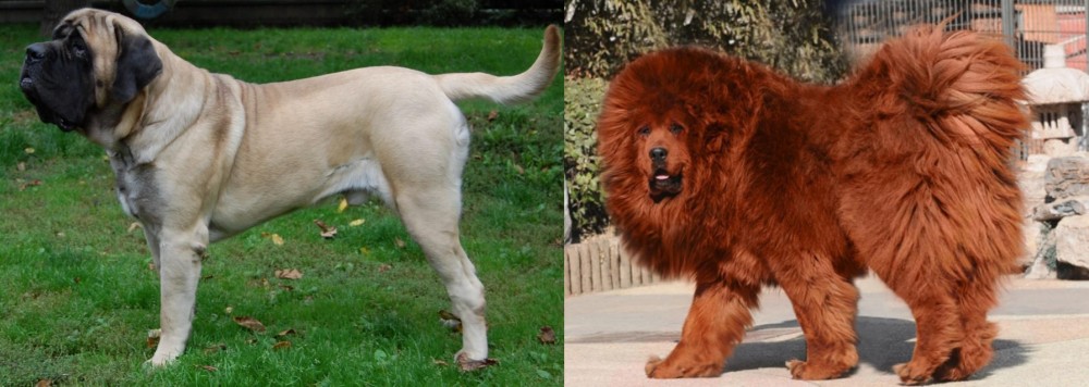 Himalayan Mastiff vs English Mastiff - Breed Comparison