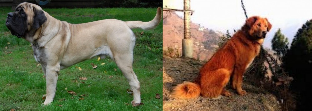 Himalayan Sheepdog vs English Mastiff - Breed Comparison