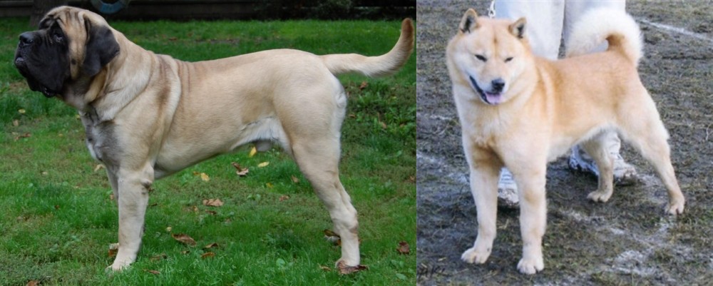 Hokkaido vs English Mastiff - Breed Comparison