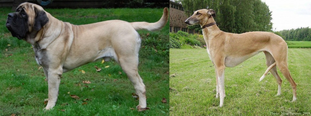 Hortaya Borzaya vs English Mastiff - Breed Comparison