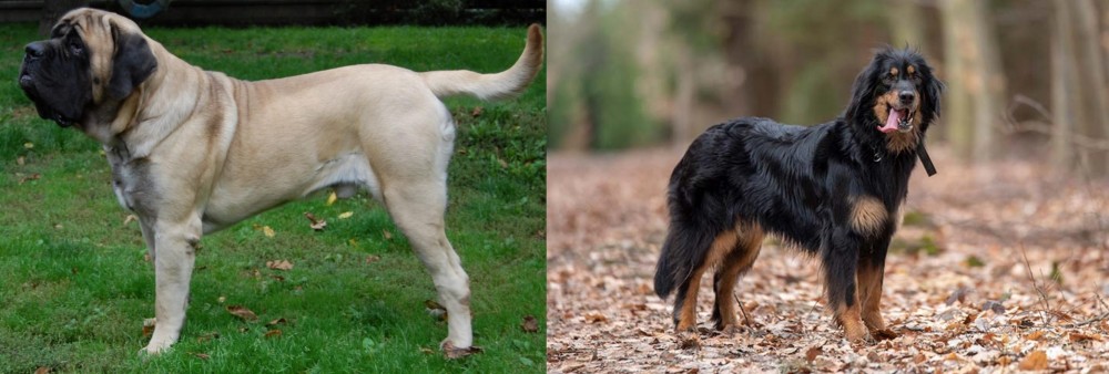Hovawart vs English Mastiff - Breed Comparison
