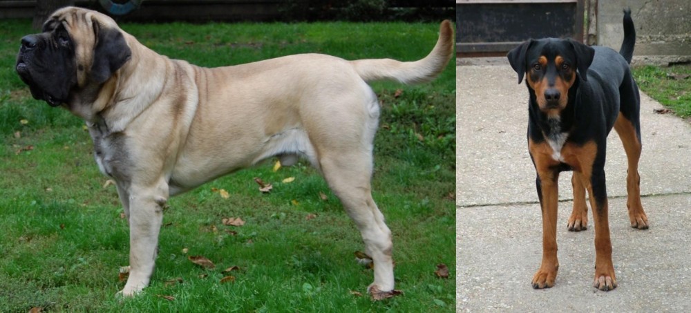 Hungarian Hound vs English Mastiff - Breed Comparison