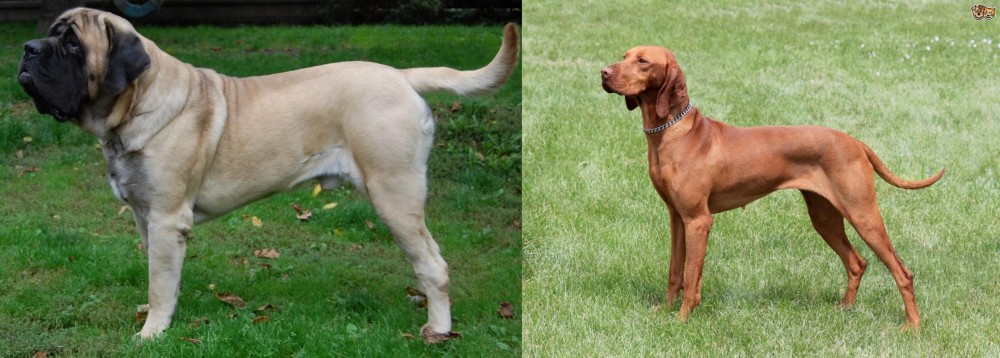 Hungarian Vizsla vs English Mastiff - Breed Comparison
