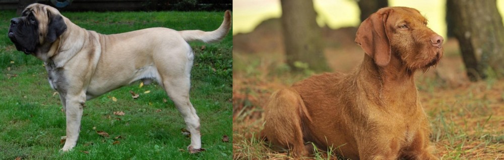 Hungarian Wirehaired Vizsla vs English Mastiff - Breed Comparison