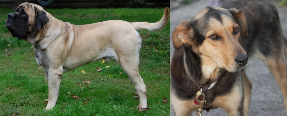 Huntaway vs English Mastiff - Breed Comparison