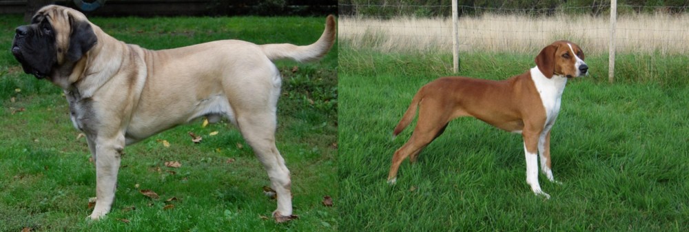 Hygenhund vs English Mastiff - Breed Comparison