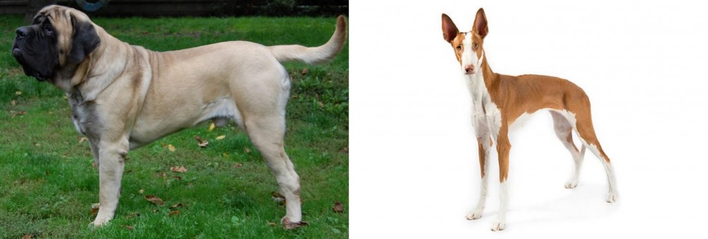 Ibizan Hound vs English Mastiff - Breed Comparison