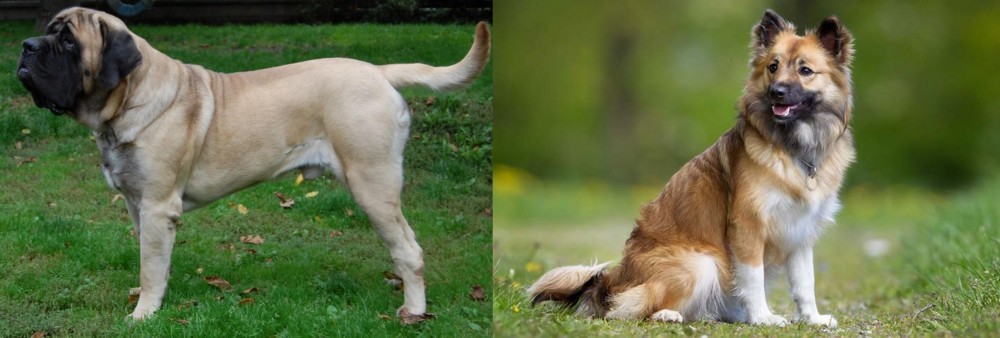 Icelandic Sheepdog vs English Mastiff - Breed Comparison
