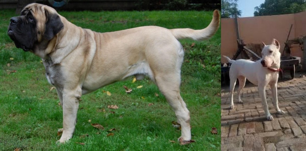 Indian Bull Terrier vs English Mastiff - Breed Comparison