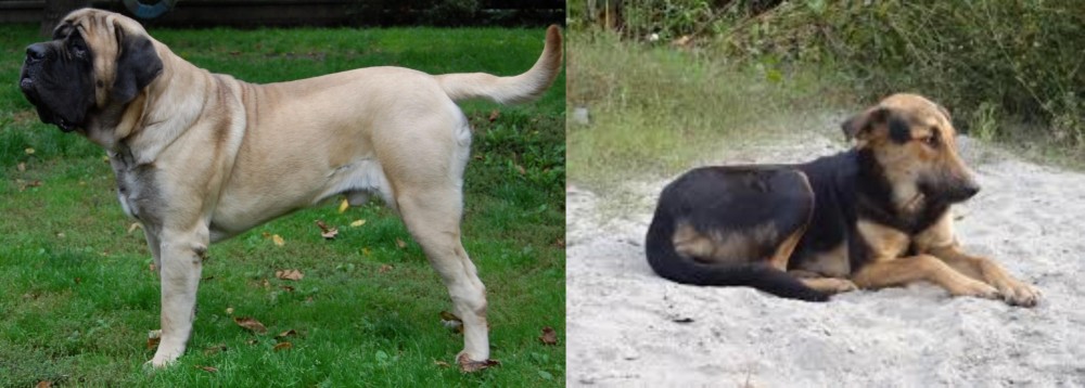 Indian Pariah Dog vs English Mastiff - Breed Comparison