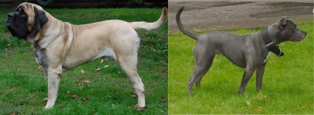 Irish Bull Terrier vs English Mastiff - Breed Comparison