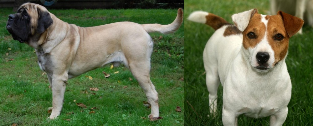 Irish Jack Russell vs English Mastiff - Breed Comparison