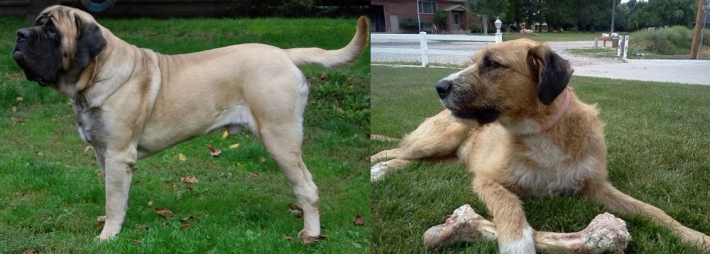 Irish Mastiff Hound vs English Mastiff - Breed Comparison