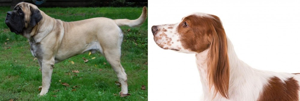 Irish Red and White Setter vs English Mastiff - Breed Comparison