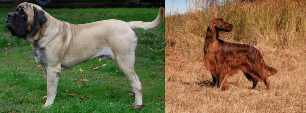 Irish Setter vs English Mastiff - Breed Comparison
