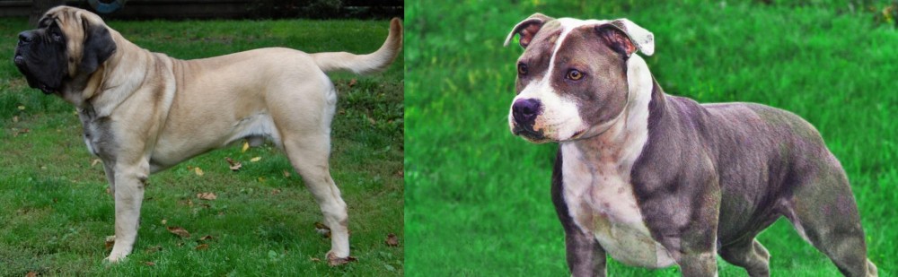 Irish Staffordshire Bull Terrier vs English Mastiff - Breed Comparison
