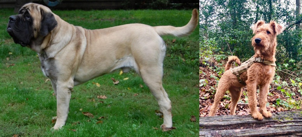 Irish Terrier vs English Mastiff - Breed Comparison
