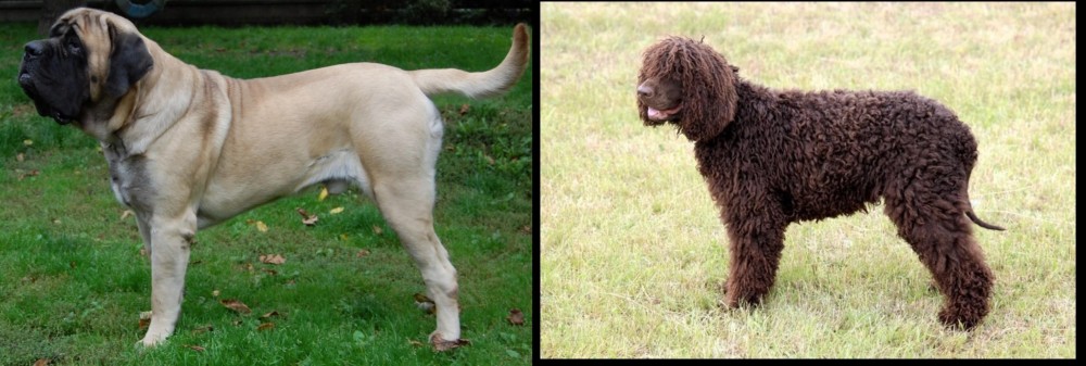 Irish Water Spaniel vs English Mastiff - Breed Comparison
