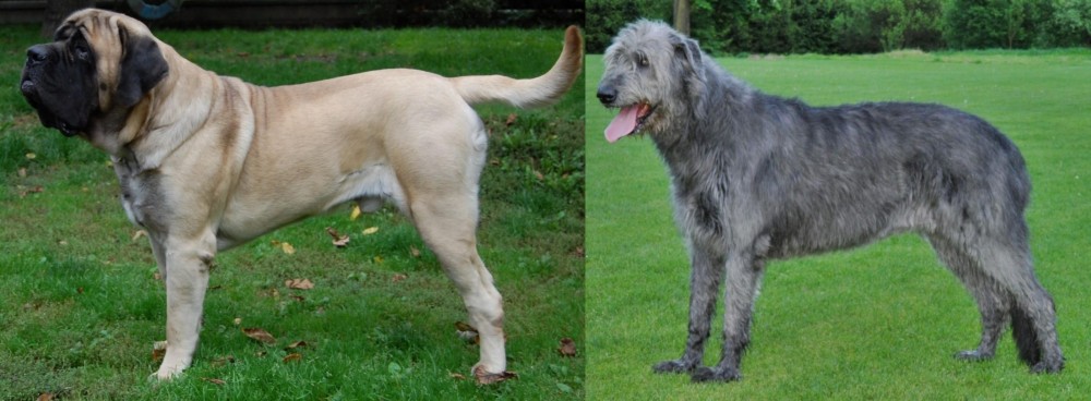 Irish Wolfhound vs English Mastiff - Breed Comparison
