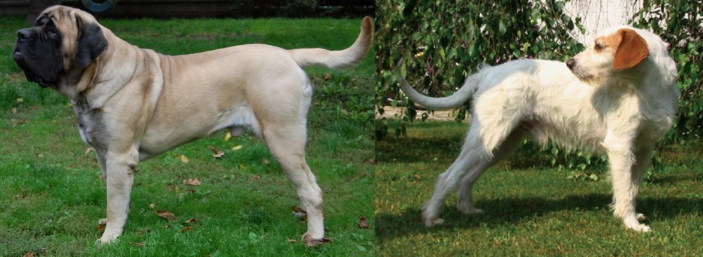 Istarski Ostrodlaki Gonic vs English Mastiff - Breed Comparison