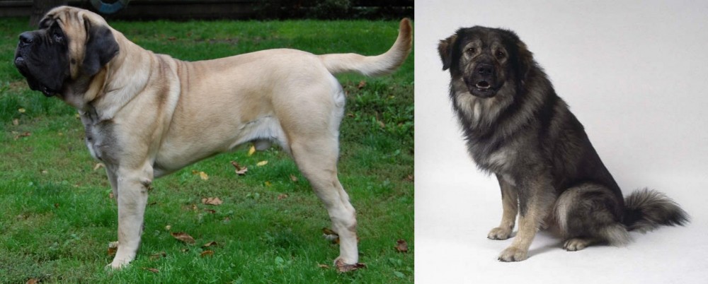 Istrian Sheepdog vs English Mastiff - Breed Comparison