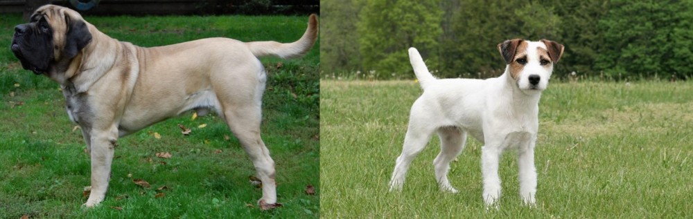 Jack Russell Terrier vs English Mastiff - Breed Comparison