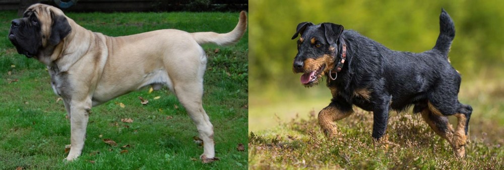 Jagdterrier vs English Mastiff - Breed Comparison