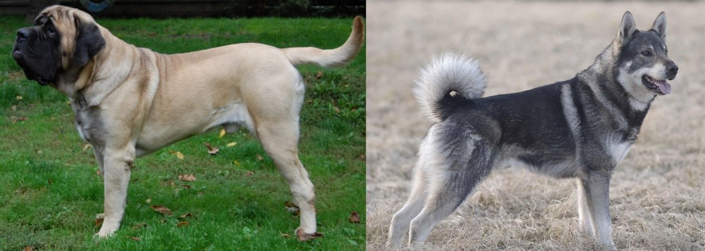 Jamthund vs English Mastiff - Breed Comparison