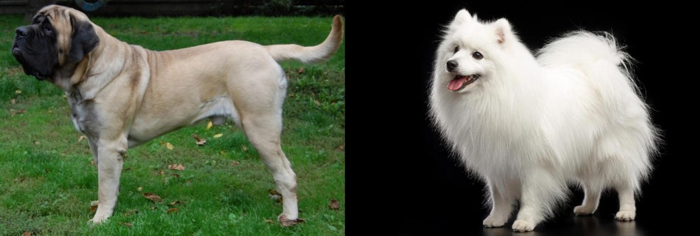 Japanese Spitz vs English Mastiff - Breed Comparison
