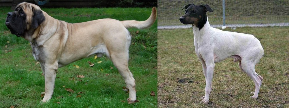 Japanese Terrier vs English Mastiff - Breed Comparison