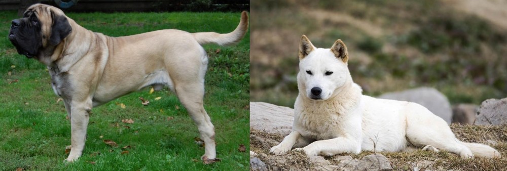 Jindo vs English Mastiff - Breed Comparison