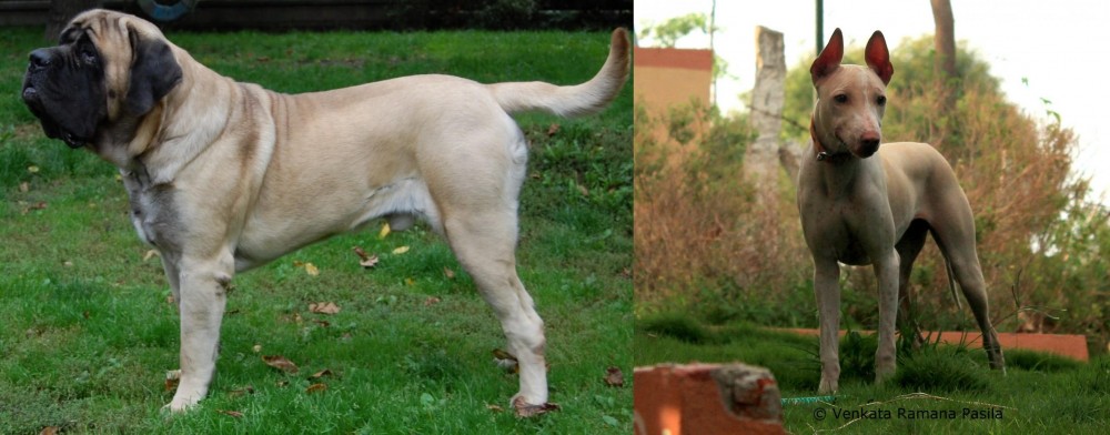 Jonangi vs English Mastiff - Breed Comparison