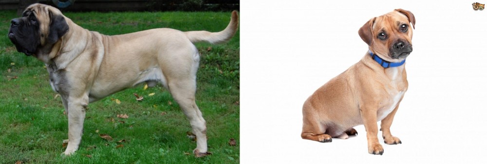 Jug vs English Mastiff - Breed Comparison