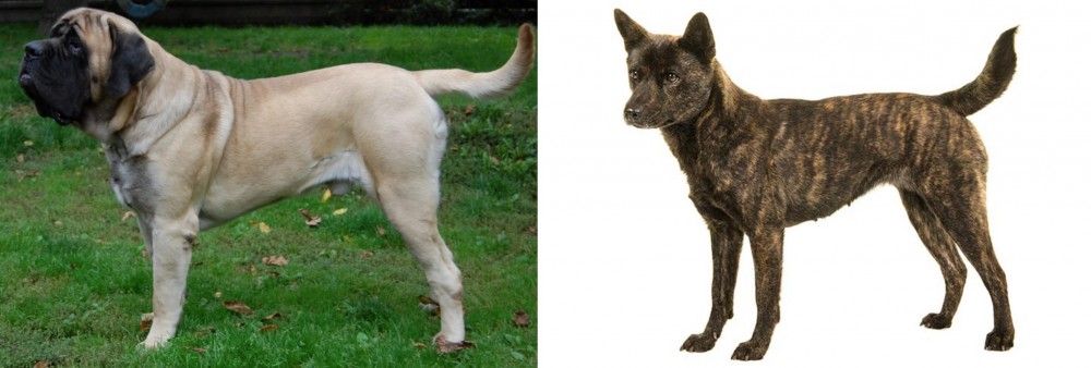 Kai Ken vs English Mastiff - Breed Comparison