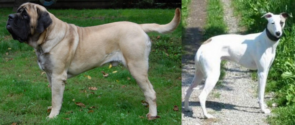 Kaikadi vs English Mastiff - Breed Comparison
