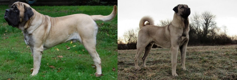 Kangal Dog vs English Mastiff - Breed Comparison