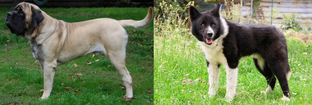 Karelian Bear Dog vs English Mastiff - Breed Comparison