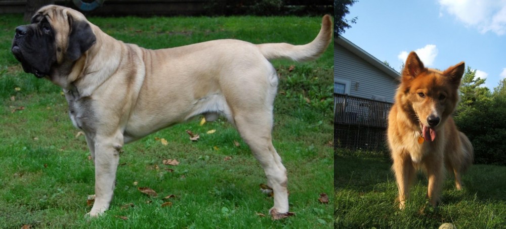 Karelo-Finnish Laika vs English Mastiff - Breed Comparison